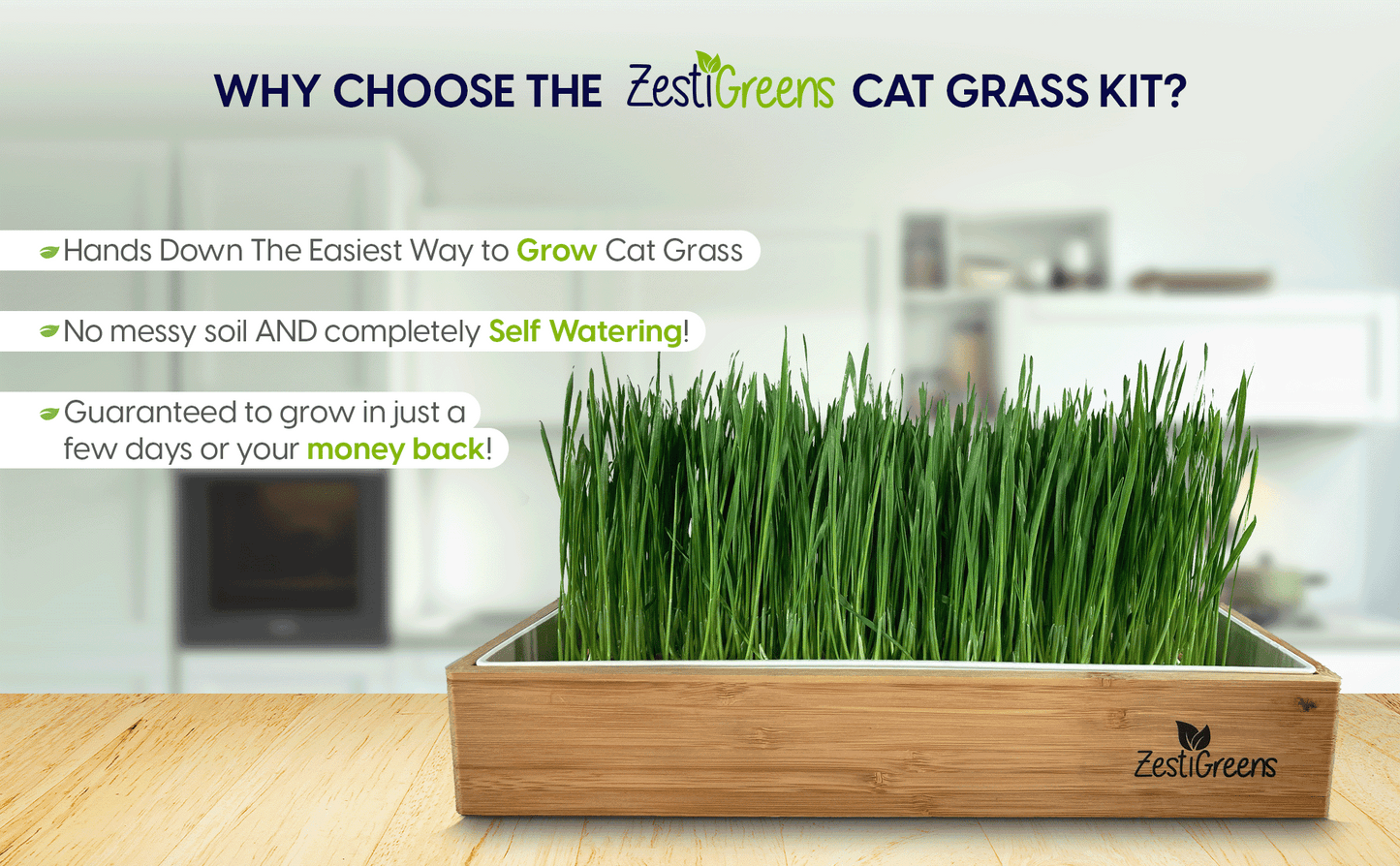 Self Watering Cat Grass Kit. The Easiest Way to Grow Cat Grass.