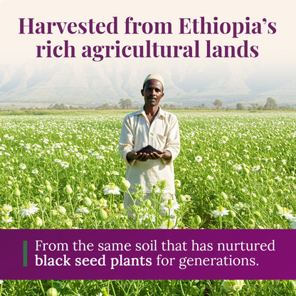 Ethiopian Black Seed Oil 16oz (PET)