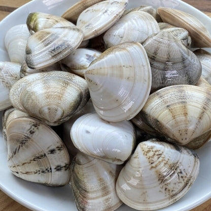 Frozen Bidan Clam (100g, 3.4oz)