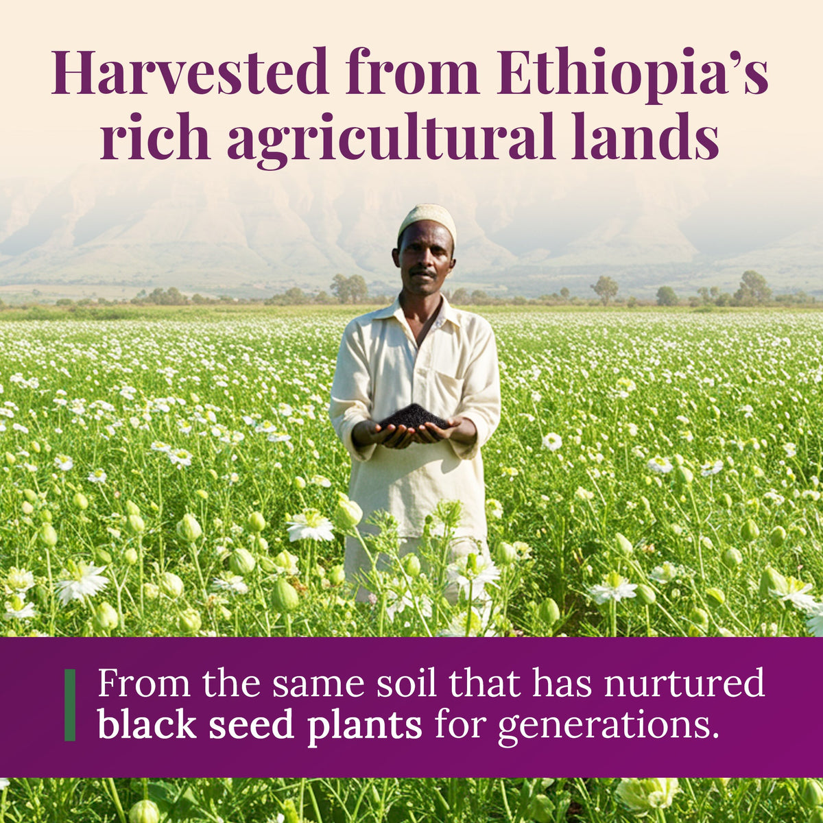 Ethiopian Black Seed Oil 16oz (GLASS)