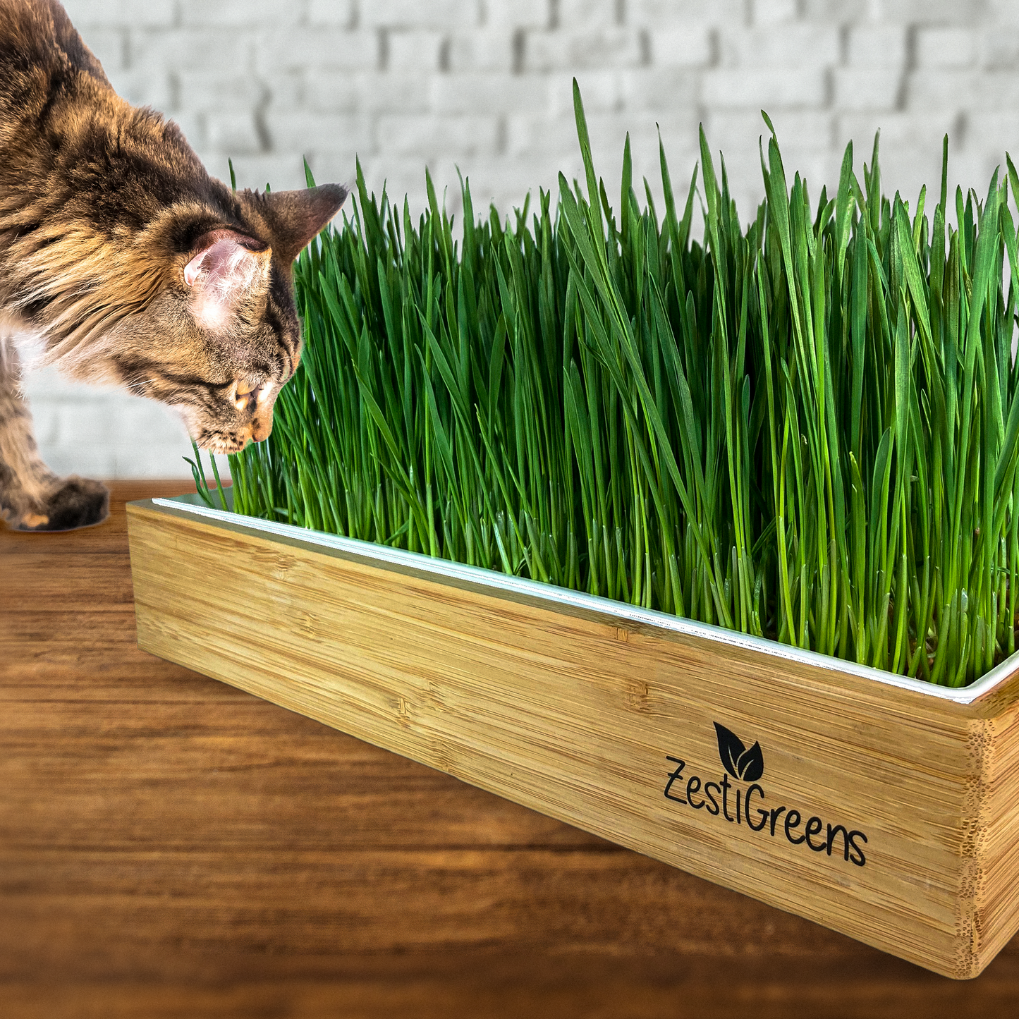 Self Watering Cat Grass Kit. The Easiest Way to Grow Cat Grass.