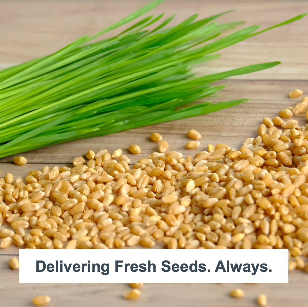 Organic Wheatgrass Self Watering Kit Refill Mats & Seeds for 5 Crops. (Refill Kits)